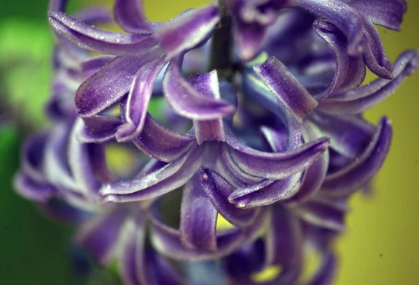 Primer Plano Flor Púrpura —  Fotos de Stock