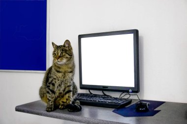 Kedi yakınındaki boş bilgisayar monitörü masaya.