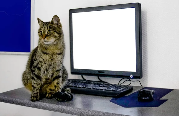 空白のコンピューター モニターの近くのテーブルの上の猫 — ストック写真