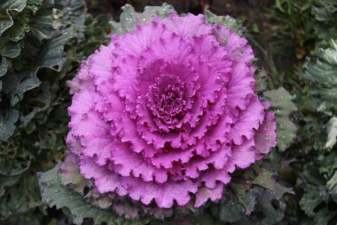 çiçekler. iyi bir arka plan