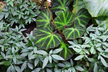Closeup yumuşak odak doku.