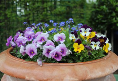 çiçekler. iyi bir arka plan