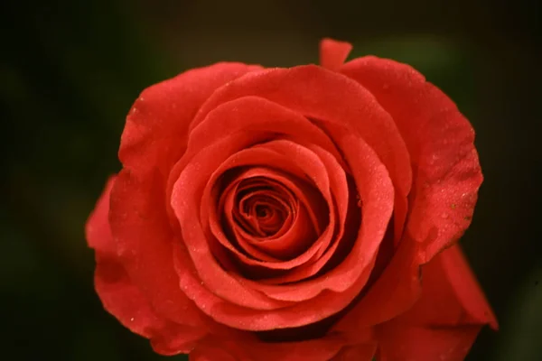 Foto de primer plano de hermosa rosa — Foto de Stock