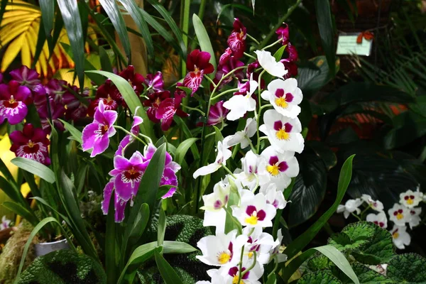 Bahçedeki renkli orkide ile süs. — Stok fotoğraf