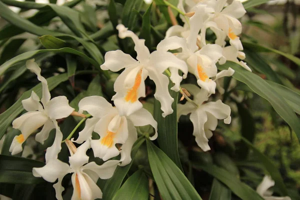 Bahçedeki renkli orkide ile süs. — Stok fotoğraf