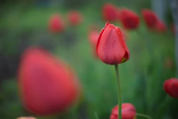 Tulip, flower, spring, red, nature, garden, tulips, field, pink, — Stock Photo, Image