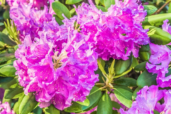 Fondo Flor Natural Increíble Vista Del Colorido Rododendro Floreciendo Jardín — Foto de Stock