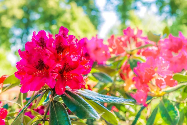 Natural Flower Background Amazing View Colorful Rododendron Blooming Garden Sunlight — Stock Photo, Image