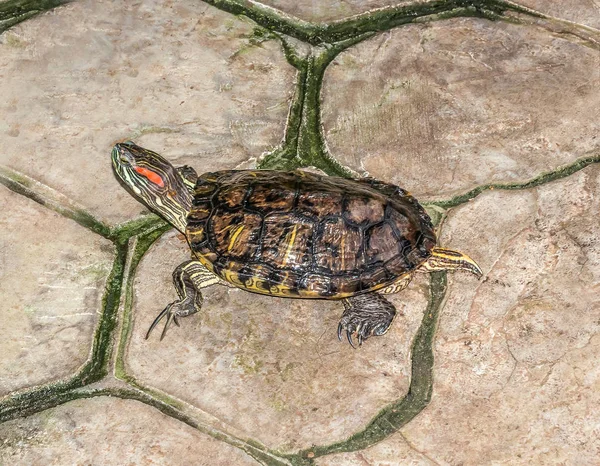 Geschilderde Schildpad Een Log — Stockfoto