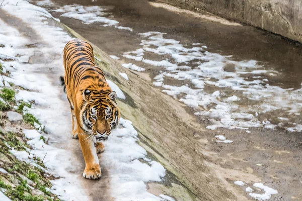 Сибирский Тигр Называемый Амурским Тигром Ходит Птичнику Зимний День — стоковое фото