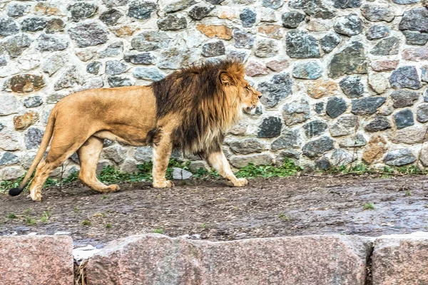 Lejonet Promenader Genom Vinterfrusen Mark — Stockfoto