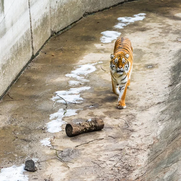 Tygrys Syberyjski Zwany Także Amur Tygrysa Spacery Wokół Ptaszarnia Zimowe — Zdjęcie stockowe