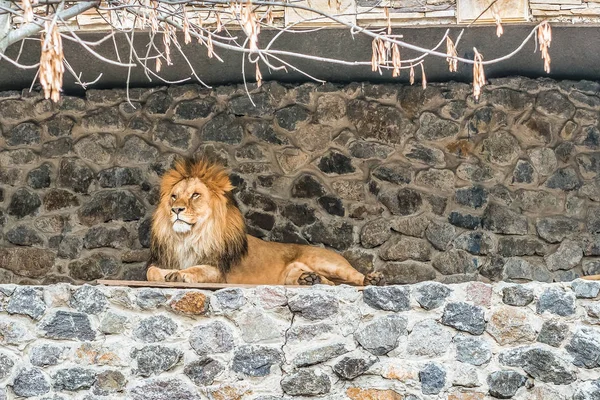 Мужчина Лев Сидит Камне — стоковое фото