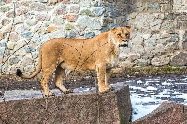 Lejoninnan Promenader Genom Vinterfrusen Mark — Stockfoto