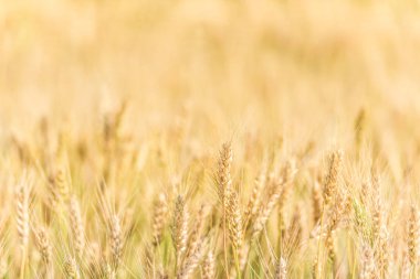 Güzel doğa gündoğumu manzara. Tarım manzara olgunlaşma kulakları Yaz arka plan. Buğday tarlası doğal ürün.