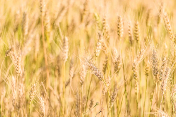 Schöne Natur Sonnenaufgang Landschaft Sommer Hintergrund Der Reifenden Ähren Der — Stockfoto