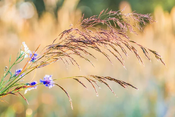Цветы Фоне Пшеничного Поля — стоковое фото