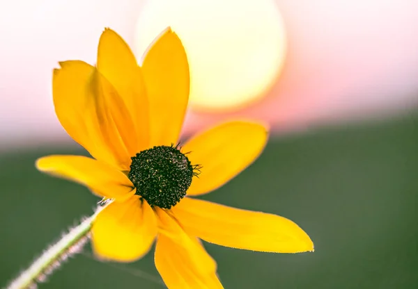 Beautiful Flower Rudbeckia Rays Dawn — Stock Photo, Image