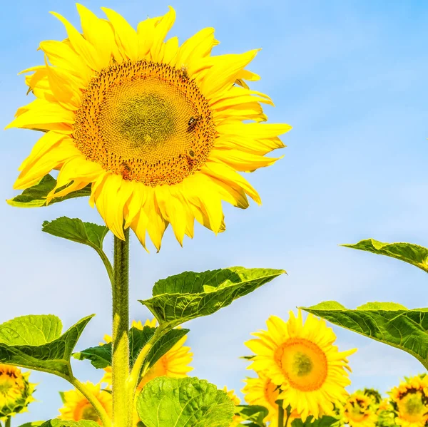 Bees Sunflower Field — Stock Photo, Image