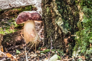 Mantar çörek huş ağacı altında büyür.
