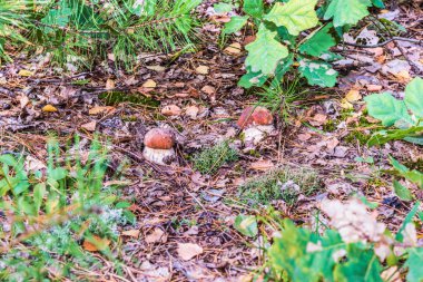 Sonbahar yaprakları beyaz mantar.