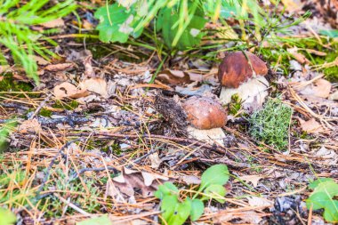 Sonbahar yaprakları beyaz mantar.