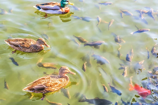 Three wild ducks and a flock of crucian in the pond.