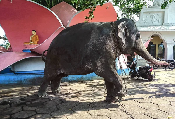 Bir fil ile yükseltilmiş bir sağ bacak Sri Lanka Dambulla şehir sokak.