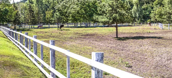 Pastviny Pro Krávy Okraji Lesa Mezhigirye Traktu Poblíž Kyjev Ukrajina — Stock fotografie