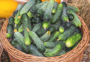 Salatalık sepeti. Bu sebzeler, organik tarım gereksinimlerine uygun olarak bir çiftçi tarafından yetiştirilen.