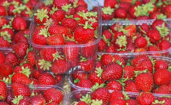 Berries of strawberry garden in packing.