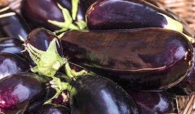 Dark tempering (Latin Solnum melongna), Solanum cinsinin çok yıllık otsu bitkilerin bir türüdür