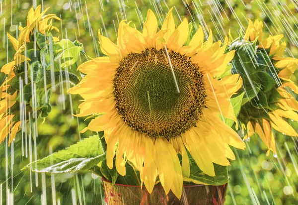 Flowers Sunflowers Rain — Stock Photo, Image