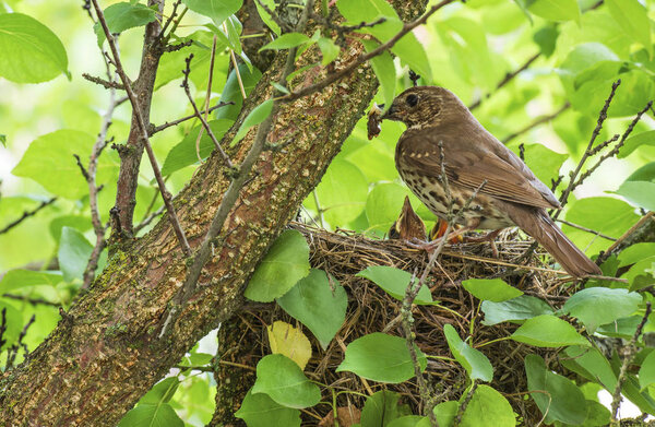 Song thrush in the nest with chicks.