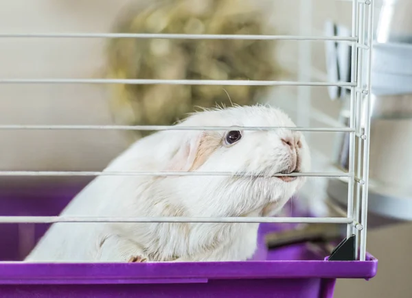 White guinea pig in a cage. This is a photo of a pet.