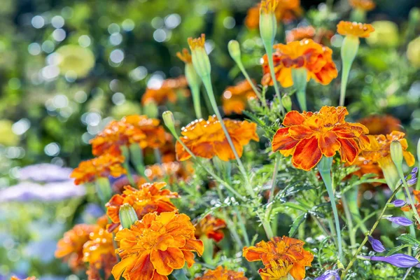 Orange Marigold Flowers Garden Green Background Closeup — Stock Photo, Image