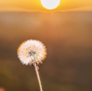 Bir karahindiba tohumu başının (Taraxacum officinale) tarlada şafak söktüğünün arka planına karşı yakınçekim.