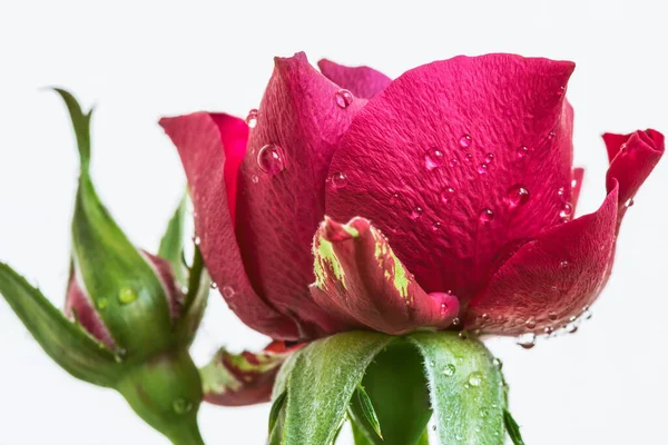 Belle Rose Rouge Avec Des Gouttes Eau Gros Plan — Photo