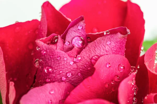 Beautiful red rose with water drops. Close-up shot.