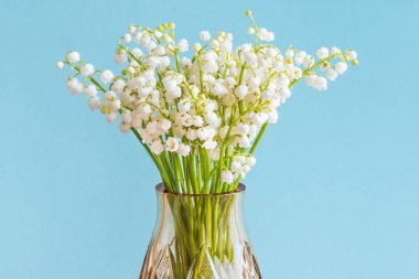 Vadi zambağı çiçekleri (Convallaria majalis), turkuaz arka planda vazoda küçük beyaz çanlar..