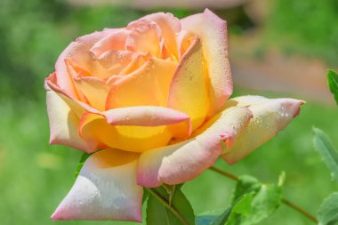 Yapraklarında yağmur damlaları olan güzel bir melez çayı. Almanya 'da adı Gloria Dei, İtalya' da Gioia 'da ve İngilizce konuşulan ülkelerde barış. Dünya tarihinin en popüler gülü..