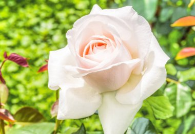 Rose Hybrid Tea Virginia. Çifte çiçekli bir gül. Düzgün bükülmüş yapraklar. Tomurcuk evresindeki yaprakların kremsi bir rengi var..
