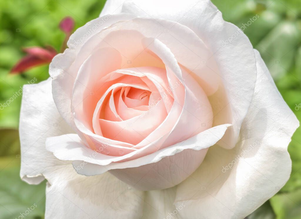  Rose Hybrid Tea Virginia - a rose with double flowers, neatly twisted petals into a classic outlet. The petals in the bud stage have a creamy tint.