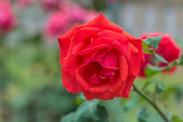 Rosa Vermelha Bonita Com Gotas Água Imagem Close — Fotografia de Stock