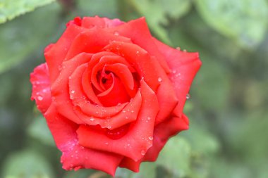  Su damlalı güzel kırmızı bir gül. Kırmızı bir gülün makro görüntüsü. Seçici odak.