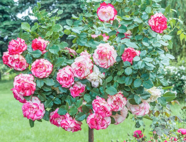 Hybrydowa Róża Herbata Podwójna Rozkosz Królowa Wśród Dwutonowych Róż Środek — Zdjęcie stockowe