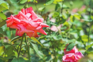 Kiev, Ukrayna 'nın botanik bahçesinde güzel bir melez gül..