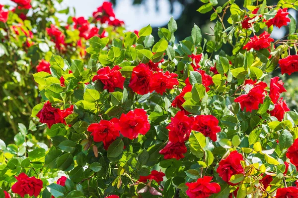 Rose Europeana Abundantly Blooming Floribunda Blooms Semi Double Terry Cup — Stock Photo, Image