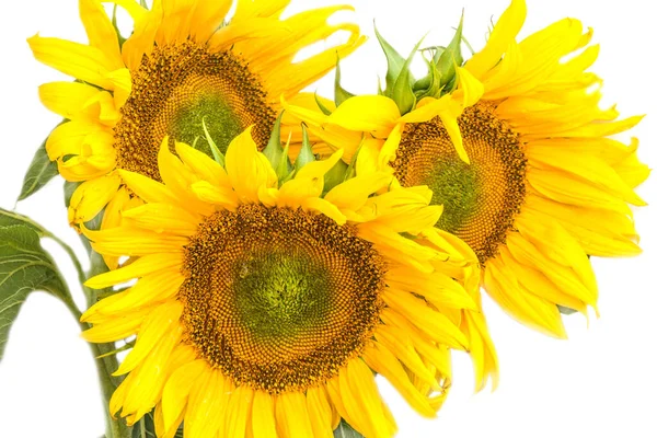 Three blooming sunflowers on a white background.