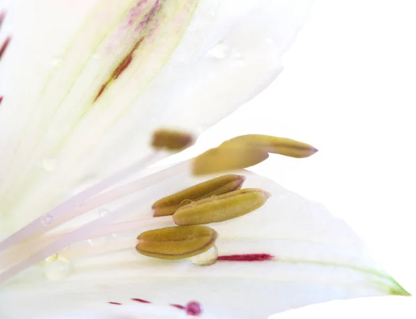 Alstroemeria Peru Zambağı Çiçekleri Beyaz Arka Planda Yakın Plan — Stok fotoğraf